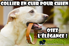 collier chien cuir