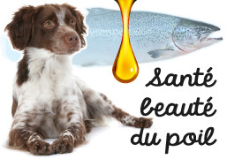 Huile de saumon Dibo pour chien et chat