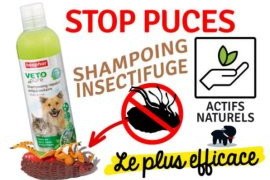 shampoing anti puce chien
