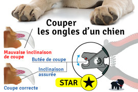 couper ongle chien