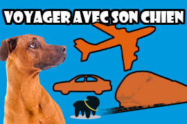 voyager avec son chien