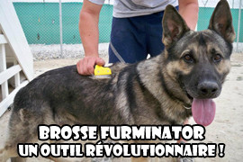 brosse furminator chien