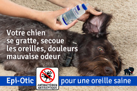 otite chien