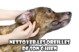 nettoyer oreille chien