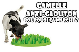 gamelle anti glouton