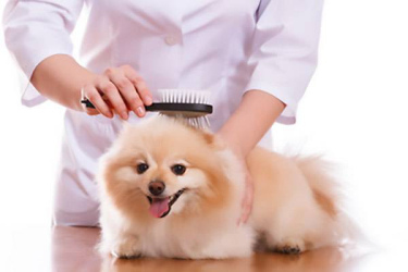 brosse pour chien
