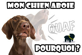 mon chien aboie