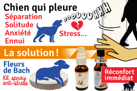chien qui pleure