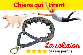 collier etrangleur chien