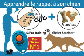 clicker chien