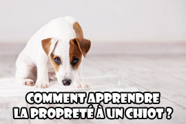 propreté chiot