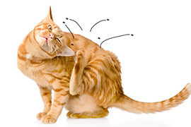 anti puce chat 
