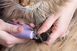 coupe ongle chat