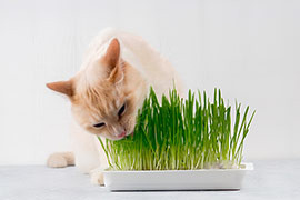 Herbe à chat