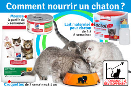 Comment nourrir un chaton
