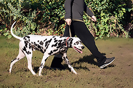 Collier de dressage : comment ça marche ?
