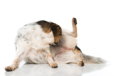 vers chien