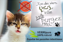 Vers chat, mon chat a des vers, solution naturel efficace !