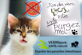 vers chat