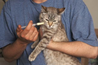 Comment vermifuger un chat ?