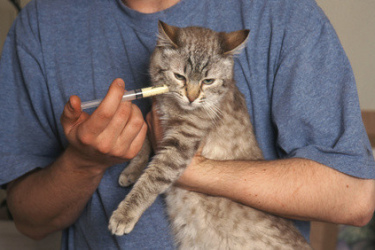 vermifuger un chat