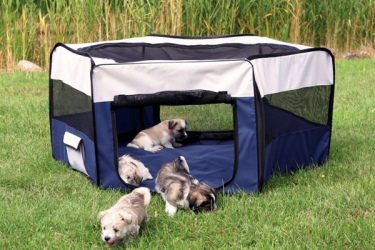 parc a chiot