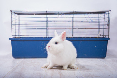 cage a lapin