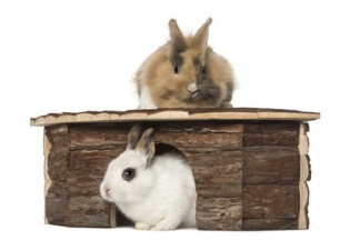 Maison pour lapin, cabane ou abri : comment choisir ?