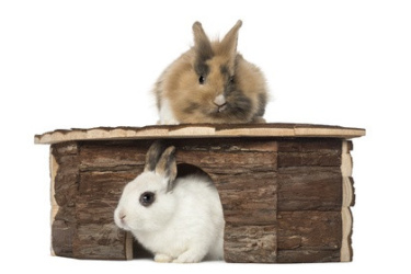 maison pour lapin