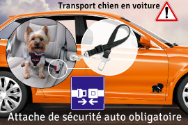 attache chien