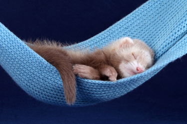 hamac furet