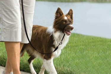 Halti collier licol pour chien