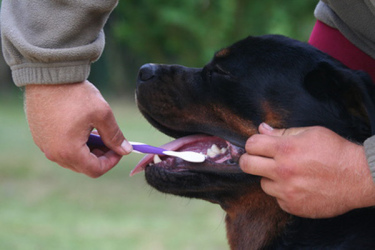 brosse a dent pour chien