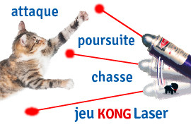 Pointeur laser pour chat : bonne ou mauvaise idée ?