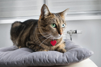 Médaille pour chat : conseils d'achat