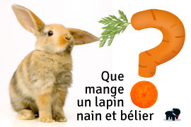que mange un lapin