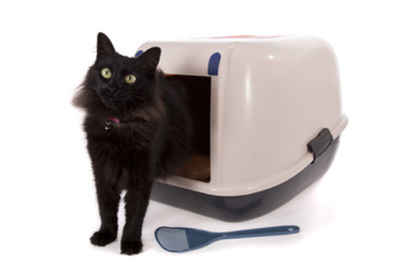 tapis litière chat