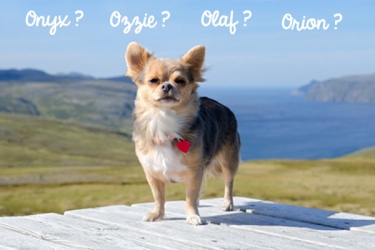 nom de chien
