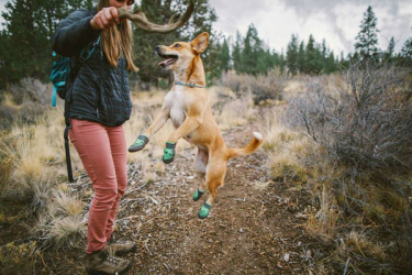 chaussure pour chien