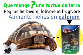 Nourriture - Alimentation de la tortue de terre - Conseils
