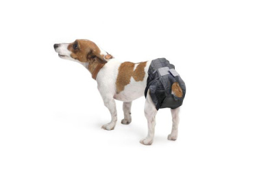 couche pour chien
