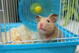 cage hamster 
