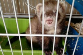 cage furet