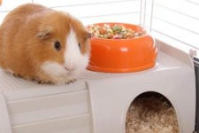 cage cochon d'inde
