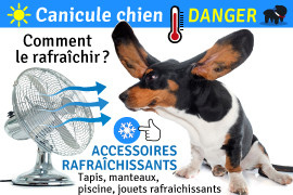 chien canicule