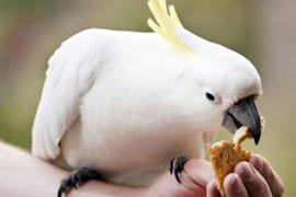alimentation perruche