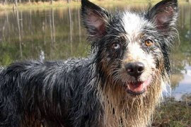 Odeur chien, chien qui sent mauvais à la maison !