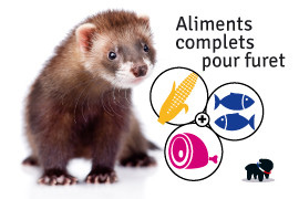 furet nourriture 