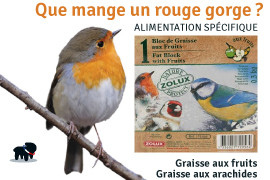 rouge gorge nourriture