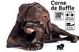 Corne de Buffle pour chien 100% naturelle